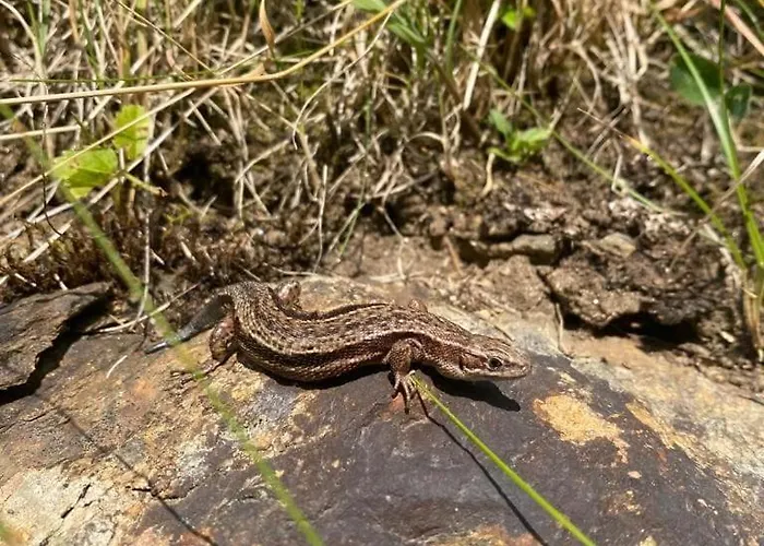 Lägenhet Klenkes - Entschleunigen Und Erholen *
